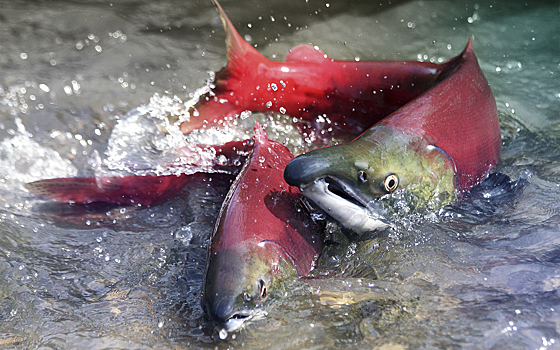 Ученые оценили последствия таяния ледников для лосося