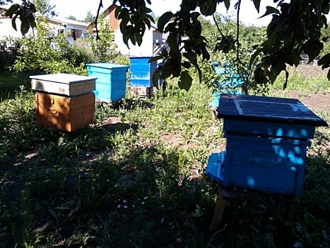 В Мордовии пчелы «держат в страхе» жителей села
