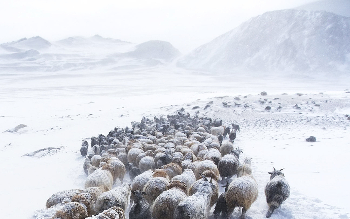 Обнаружены самые древние домашние овцы на Алтае