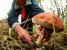 Россия полностью отказалась от импортных грибов