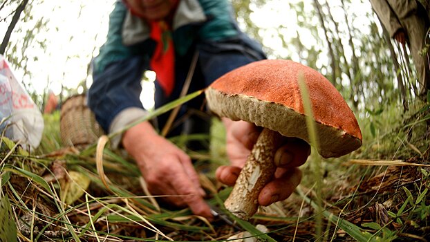 Россия полностью отказалась от импортных грибов