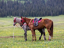 В Китае нашли древнейшие "инструкции" по обращению и уходу за лошадьми