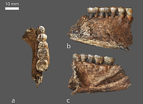 Новосибирские ученые по найденным зубам установили меню неандертальцев