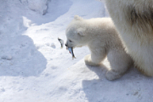 В Якутии обнаружили одинокого белого медвежонка