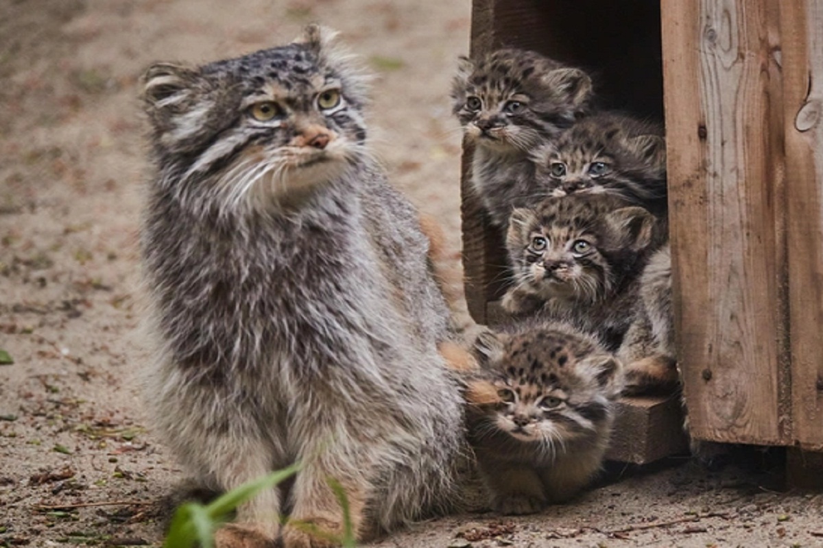 В Новосибирском зоопарке потомством обзавелись 270 видов животных