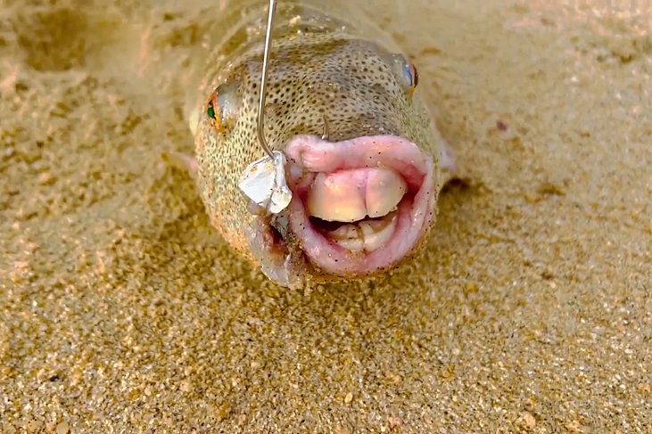 Рыба с человеческими зубами шокировала интернет