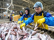 Из-за дефицита кадров может снизиться производство продуктов
