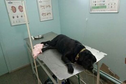 Собака-спасатель погибает от укуса клеща в Челябинске