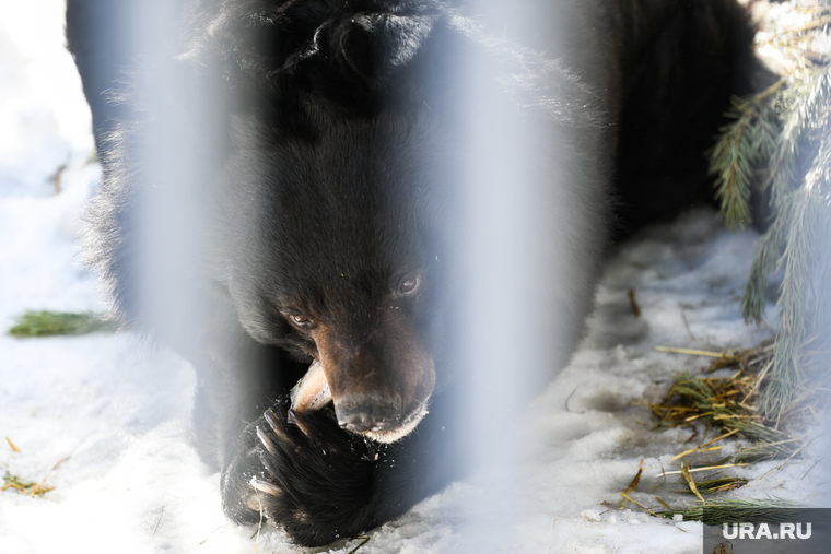 Свердловские лесорубы разбудили медведя во время работы