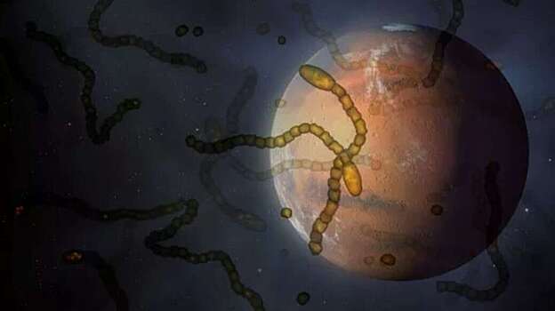 Инопланетные организмы могут сесть на наш космический корабль и загрязнить Землю