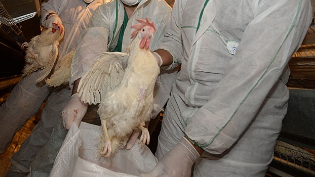 Три человека заразились птичьим гриппом H5N6 в Китае