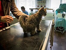 Россия зарегистрировала первую в мире вакцину против COVID-19 для животных