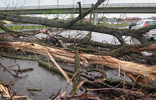 В Москве ветром повалено не менее 30 деревьев