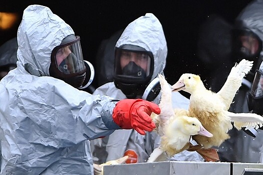 Вспышка птичьего гриппа зафиксирована в соседней с РФ области Казахстана