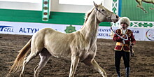 В Туркменистане построят конюшню на 600 ахалтекинских скакунов