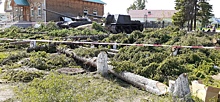 В Омской области вырубили деревья, посаженные ветеранами ВОВ