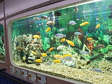 В омском акванариуме после покупки нового фильтра поселят осетра и форель