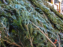 Челябинцам рассказали, как правильно выбрасывать новогодние елки