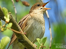 В Курской области насчитали почти 500 соловьев
