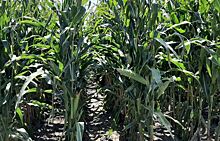 Мексика приближается к запрету ГМО кукурузы