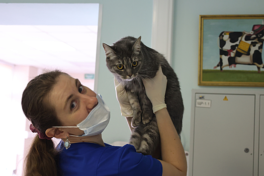 Вакцинация животных от бешенства пройдет в поселении Киевский
