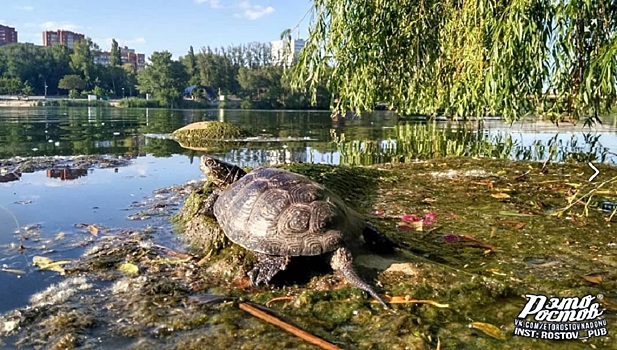 Темерник очистился: фото черепахи вызвало бурное обсуждение в ростовском паблике