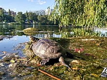 Темерник очистился: фото черепахи вызвало бурное обсуждение в ростовском паблике