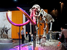 Свердловчане поехали за рыбой, а привезли мамонта: подробности находки