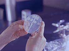 У бактерий обнаружили неизвестную защиту против вирусов