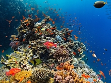 Вымирание кораллов доказывает: климат прошел «точку невозврата»