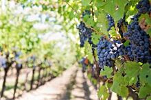 Инвесторы возродят виноградарство в Ингушетии