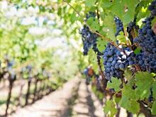 Инвесторы возродят виноградарство в Ингушетии