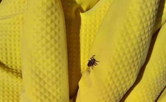 В Курской области от клещей пострадали 1652 человека