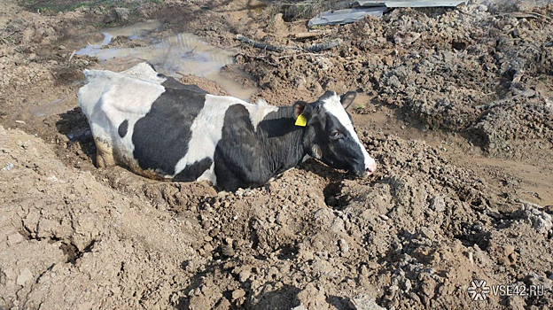 Новая жертва попала в "оставленную" коммунальщиками опасную "ловушку" в кузбасском поселке