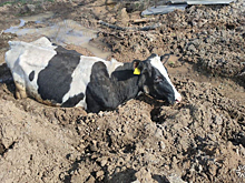 Новая жертва попала в "оставленную" коммунальщиками опасную "ловушку" в кузбасском поселке