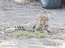 В Камбарке домашний кот погиб от бешенства
