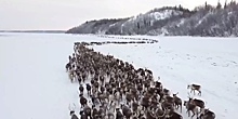 На Ямале выросла численность северных диких оленей. ВИДЕО