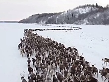 На Ямале выросла численность северных диких оленей. ВИДЕО