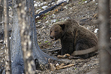 Житель Башкирии застрелил медведя за съеденную корову