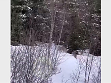 Рыси вышли к людям в подмосковной деревне и попали на видео