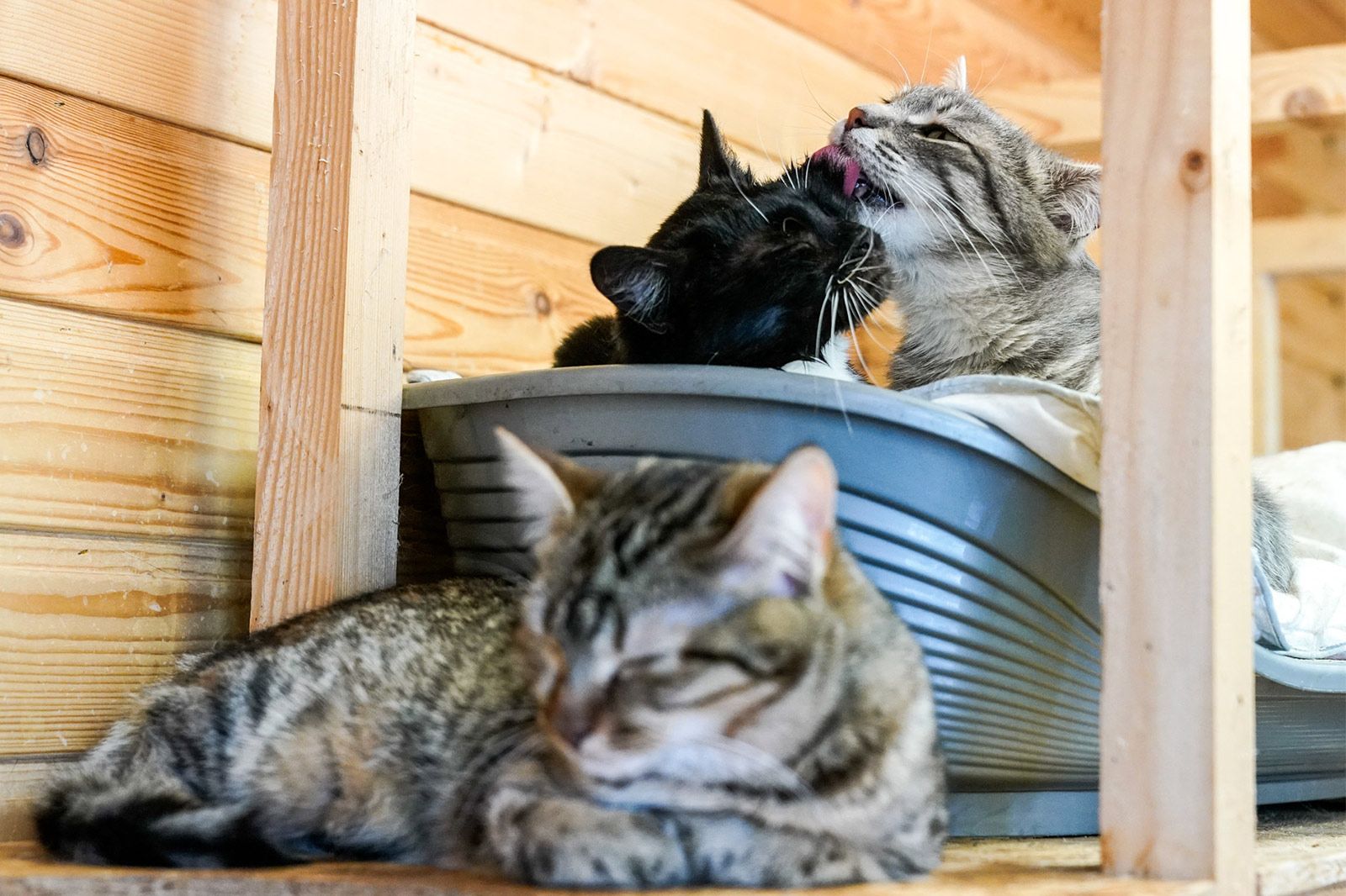 Вместе в Новый год: как работают городские приюты для животных в каникулы