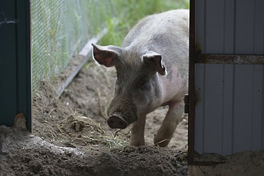 Власти заявили о защищенности Подмосковья от африканской чумы свиней