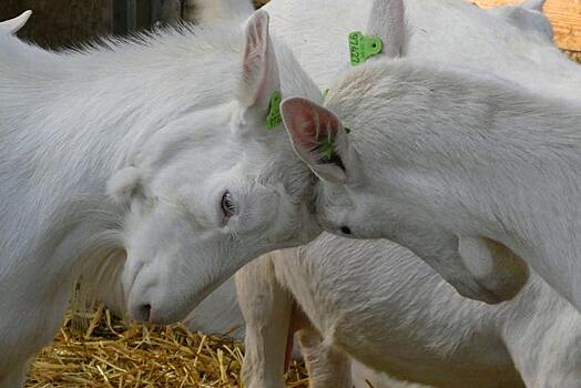 Российские ученые разработали кормовую супер-добавку для молочных коз
