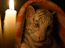 Крым потерял последнего тигренка