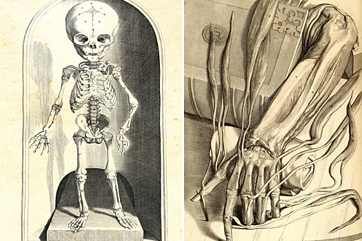 Напоказ: жуткие иллюстрации голландских врачей-анатомов XVII века