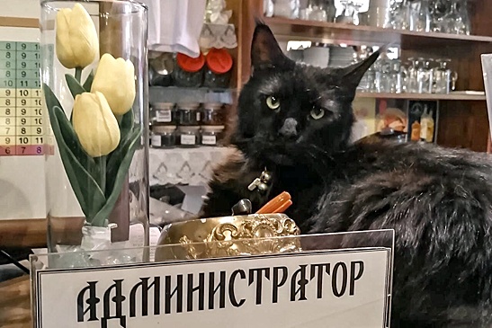 Каких животных можно встретить в столичных кафе