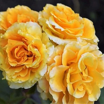 Два сорта желтых роз, которые могут расти даже в Сибири