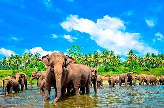 На Шри-Ланке проведут перепись слонов