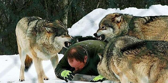 Маугли наоборот: мужчина из Норвегии воспитал четырёх волков и позже они признали его вожаком стаи