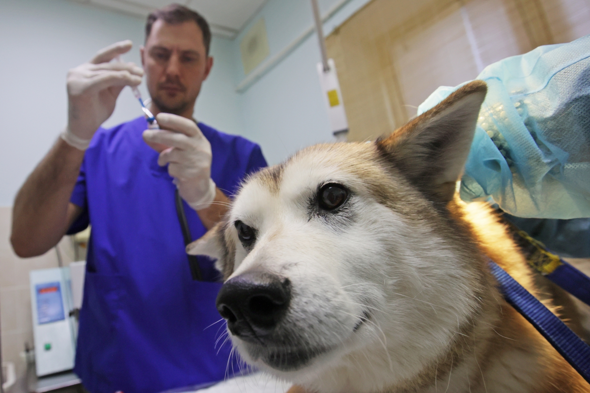 В Москве объявили об акции по комплексной вакцинации собак